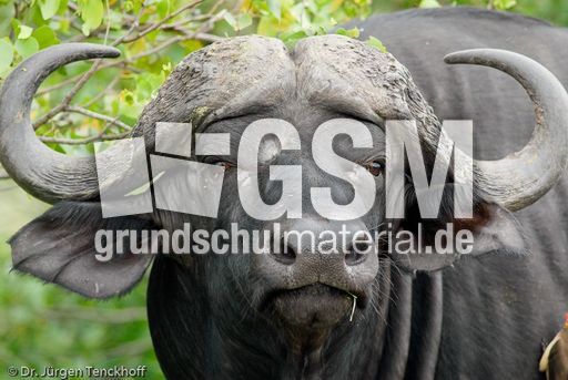 Afrikanischer Büffel (80 von 102).jpg